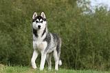SIBERIAN HUSKY 822